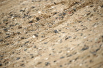SBM_001398