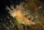 Dendronotus europaeus