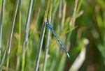 Common Blue Damselfly