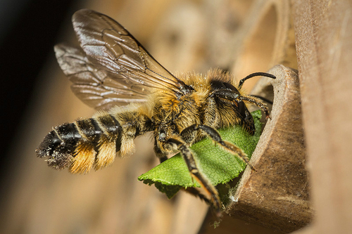 Female [i]Magachile versicolor[/] leafcutter bee at bee-hotel. Staffordshire garden. July 2015.