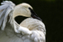 Trumpeter Swan