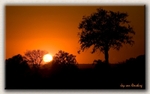 African Bush Sunset 2