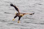 sea-eagle-catching-fish3