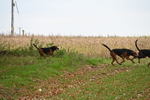 WJ6_9384