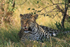 Leopard resting in the shade during the middle of the day