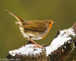 Robin-3845
