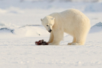Polar Bear cub & Fulmar carcass, Svalbard, Norway