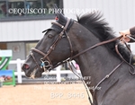 BPP_8446