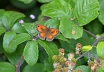 Gatekeeper