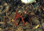 Macropodia rostrata