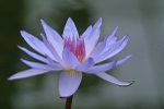 Purple Water Lily