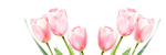 Red tulips comp
