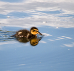 Mallard Duckling