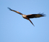 Red Kite