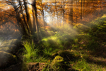 The Enchanted wood