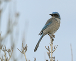 Western Scrub-Jay, Bosque del Apache, New Mexico