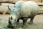 Rhinoceros portfolio