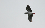 Grey parrot