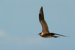 Arctic Jaeger in flight, Flatanger, Norway