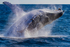 0A3A3968. Humpback Breach 21
