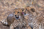Cheetah Clean 3
