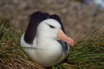 Black-browed Albatross