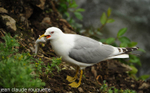 Common Gull.
