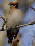 WAXWINGS (ww 03)