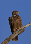 Tawny Eagle