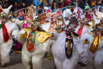Bears in a Diablada Dance Group