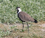 Spur Winged Plover