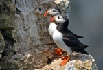 Puffins