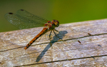 Dragonfly-
