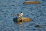 Arctic Tern