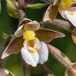 Marsh Helleborine (Epipactis palustris)