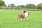 S41 - Junior Handler 8 Years & Under portfolio