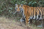 Tiger cub close at roadside, Bandhavgarh Reserve, India