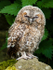 Tawny Owl (02)