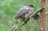 Siberian Jay