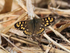 Speckled Wood on the Roman Road, Otmoor
