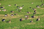 Greater (Russian) White-fronted Goose