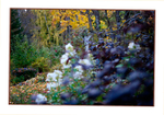 Kibuvitsi's Garden 3