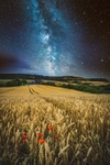 z3245 Wheatfield Poppies under the Stars, Shanklin
