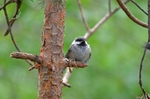 Siberian Tit