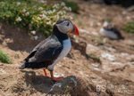 Puffins on Skomer Island