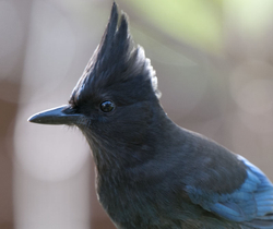 Backyard Birds of Mercer Island portfolio