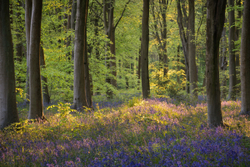 Bluebell sunset