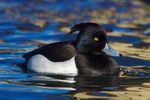 Tufted Duck (male)