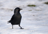 Jackdaw