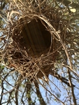 Entrance Into A Weaver nest